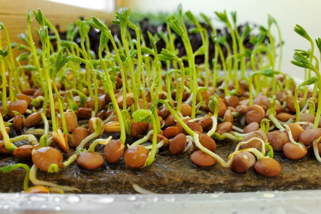 Linsen als Microgreen