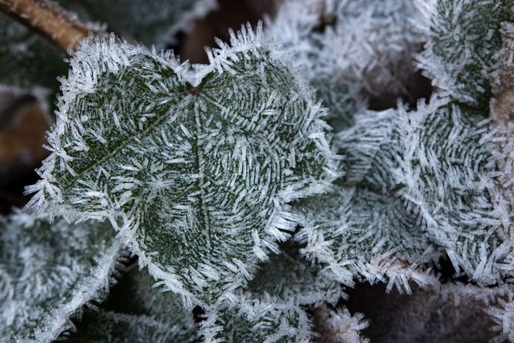 Efeu mit Frost