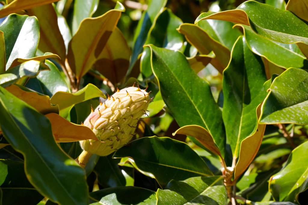 Gelbe Frucht von Gummibaum ungenießbar