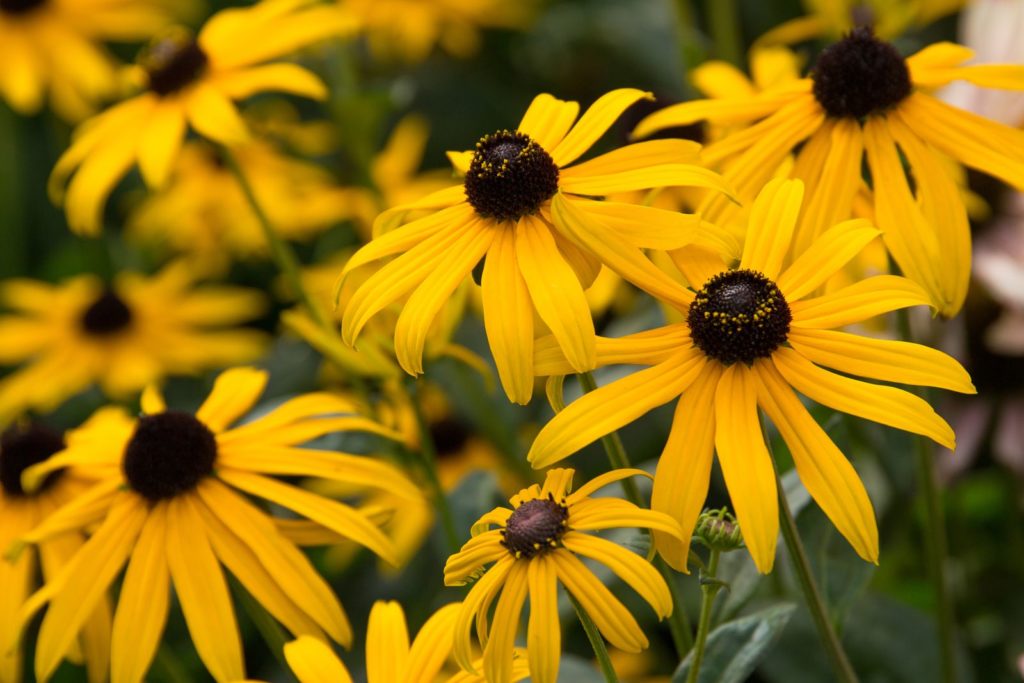 Rubeckia