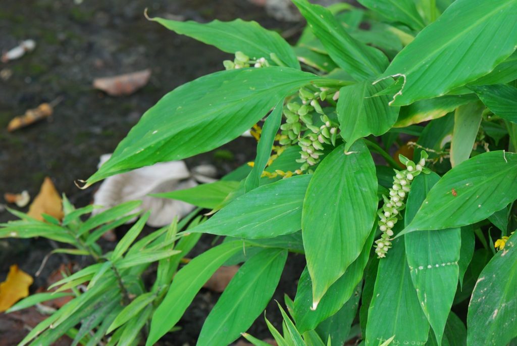 Ingwer Blüten Grün