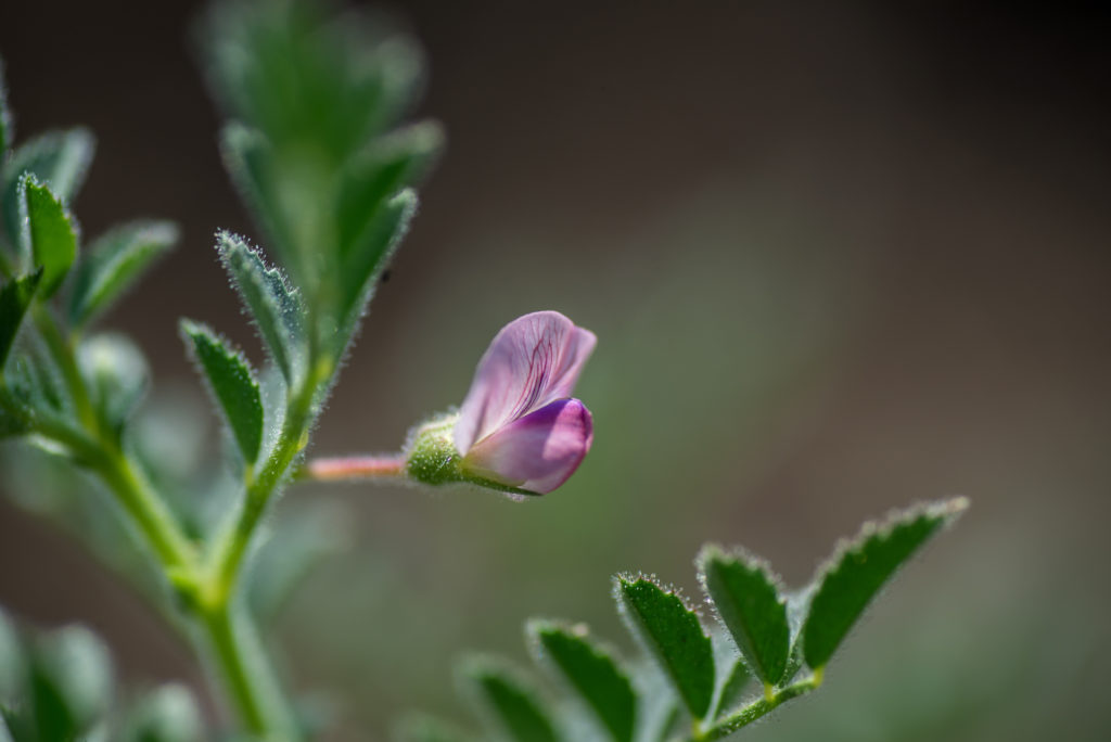 Kichererbse Blüte
