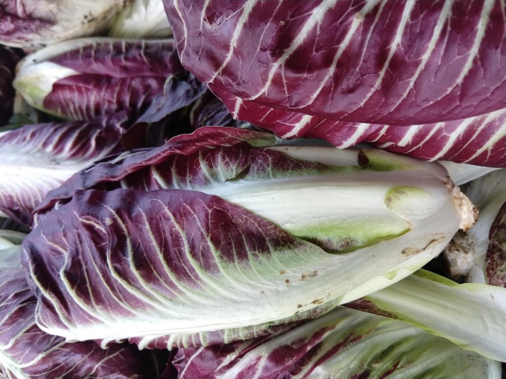 Rote Sorte des Chicorées