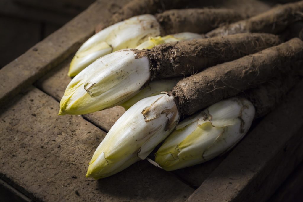 Sprossen des Chicorées treiben aus