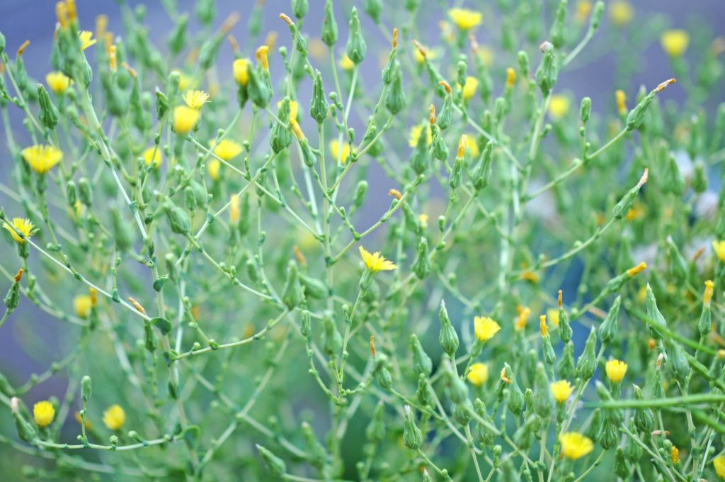 Eisbergsalat-Blüten