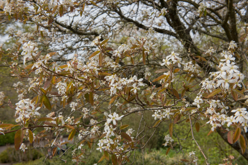 Äste der Felsenbirne im Garten