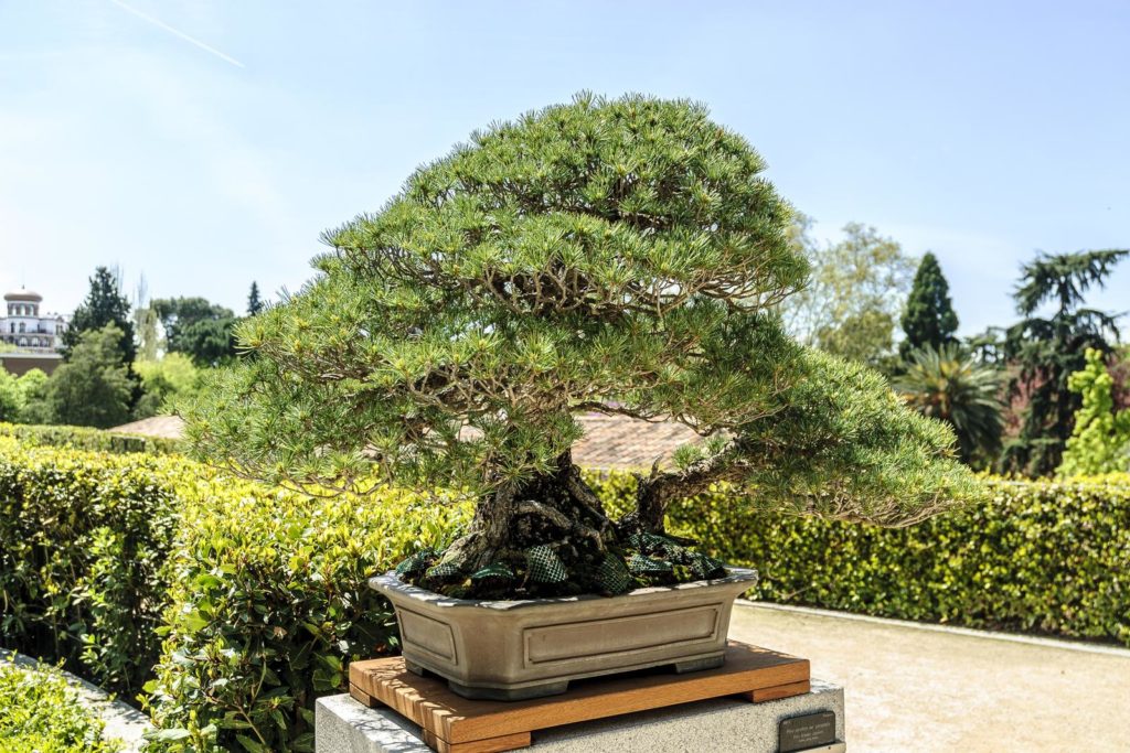 Bonsai im freien