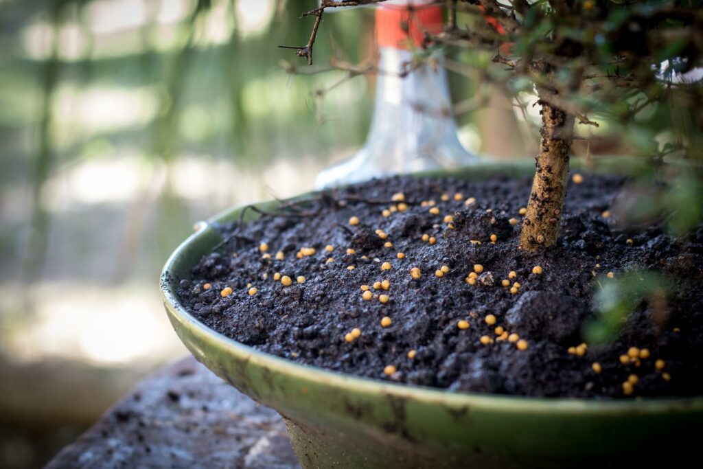 Dünger auf Bonsai-Substrat