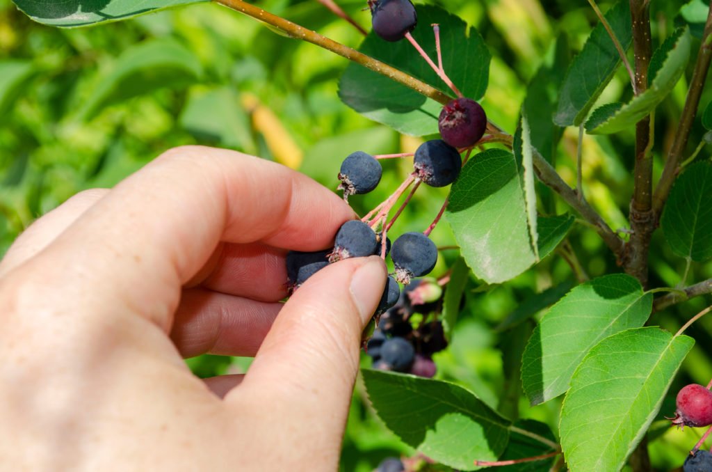 Die Früchte der Felsenbirne werden per Hand gepflückt