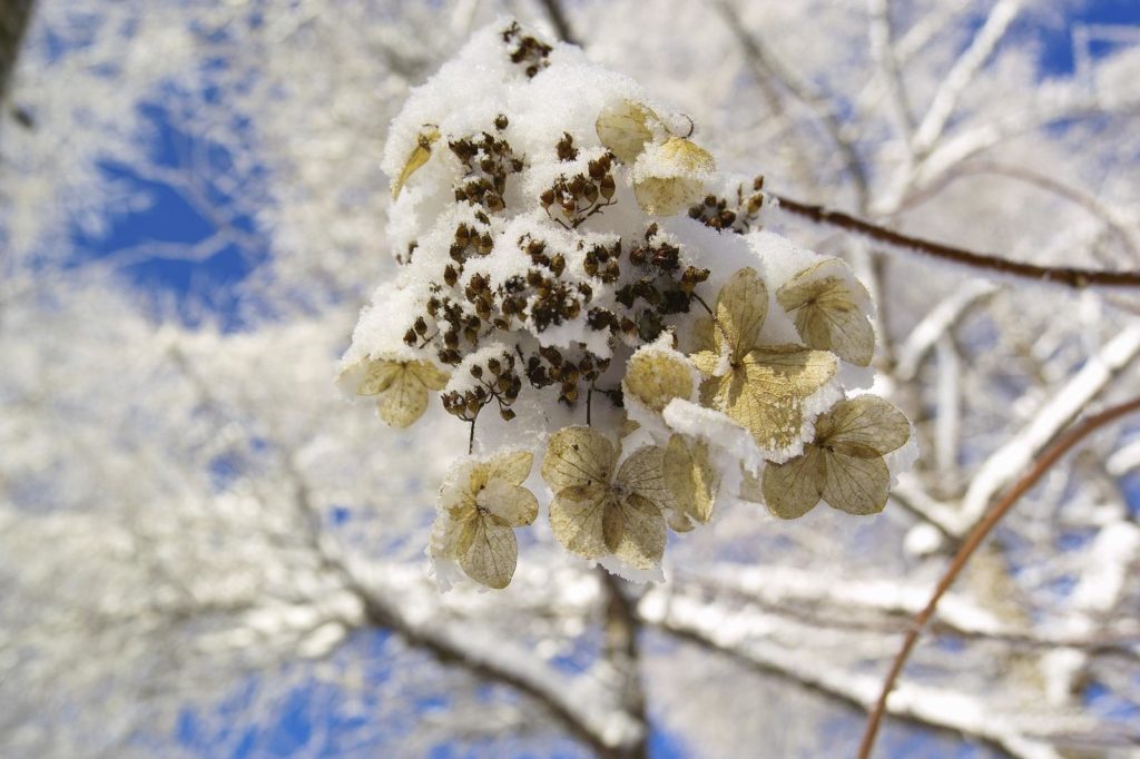 Kletterhortensie unter Schnee