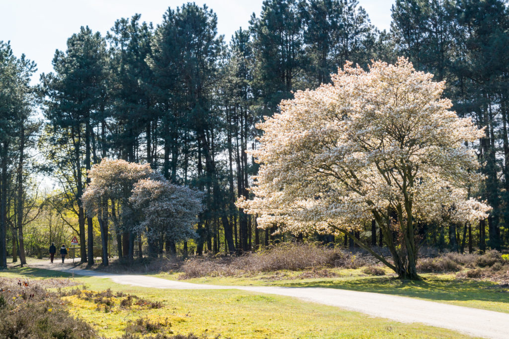 Kupfer-Felsenbirnen an Waldweg