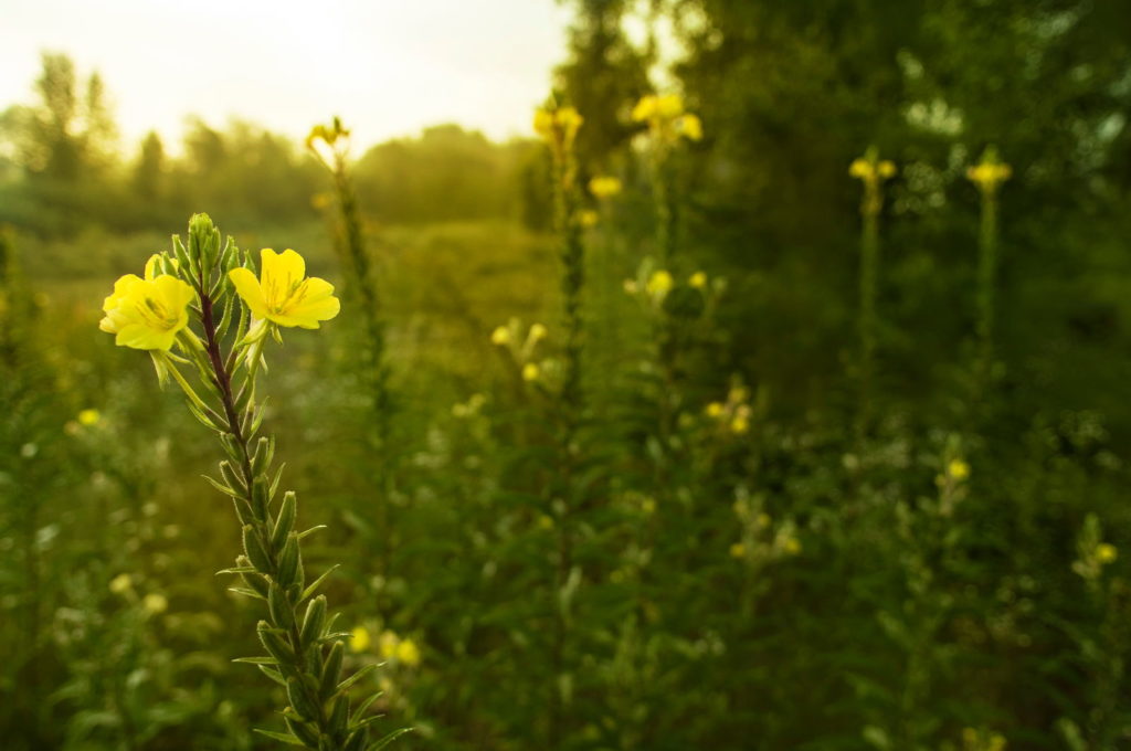 Wilde Nachtkerzen in einem Feld