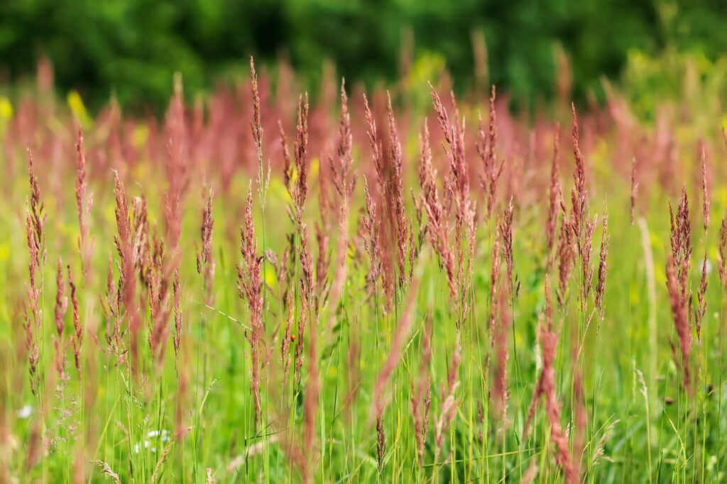 Rotschwingel-Ähren auf Feld