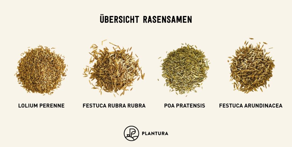 Saatgutmischung in der Übersicht