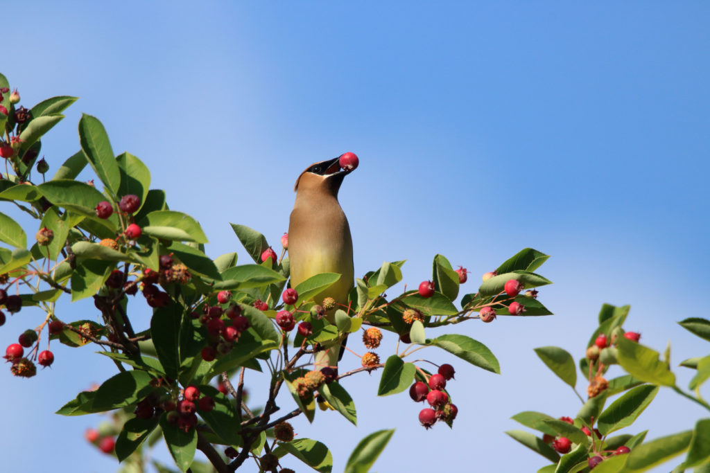 Vogel auf Ast der Felsenbirne sitzend