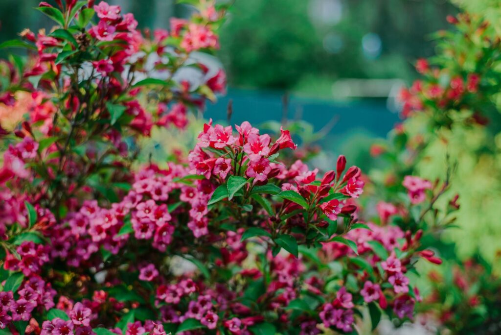 Weigelien mit rosa-roten Blüten