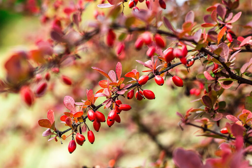Zweig von der Berberitze mit Beeren