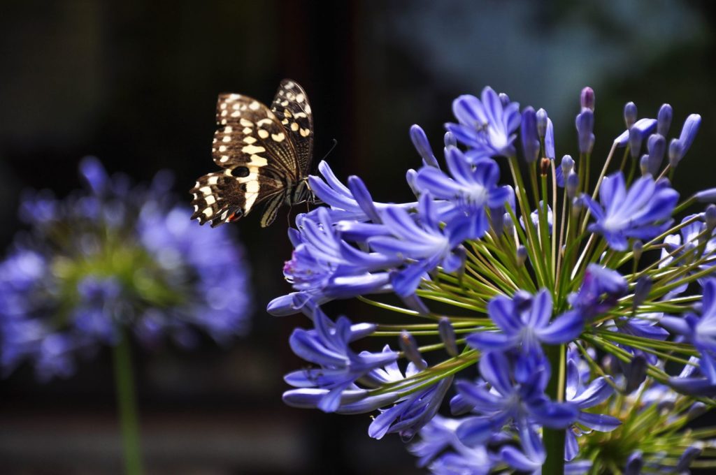 Agapanthus mit violetten Blüten und Schmetterling
