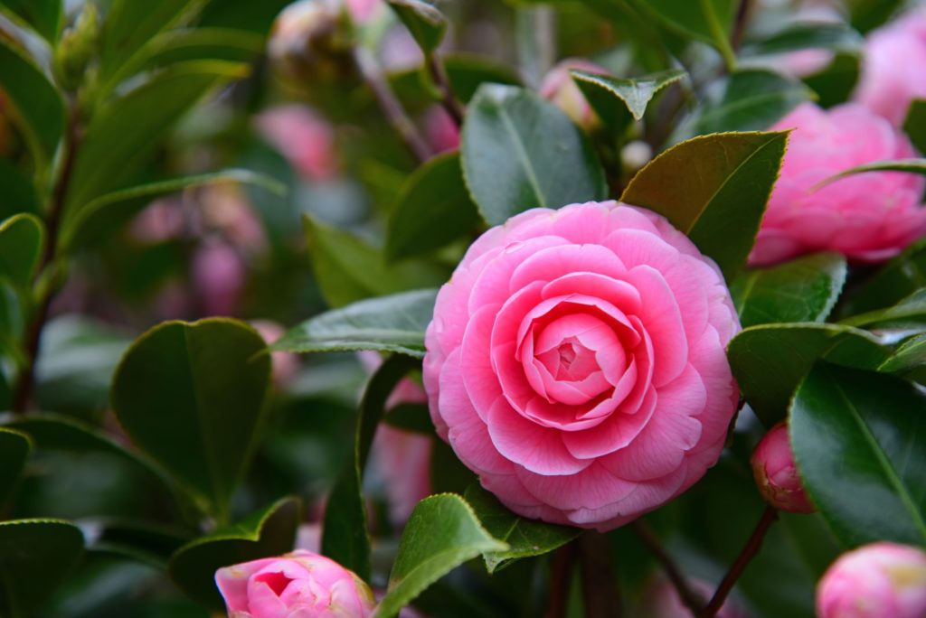 Blüte der Kamelie (Camellia Japonica)