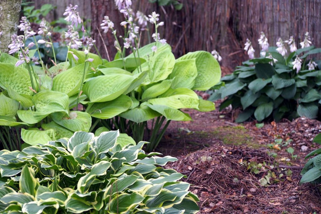 Blühende Funkien im Garten