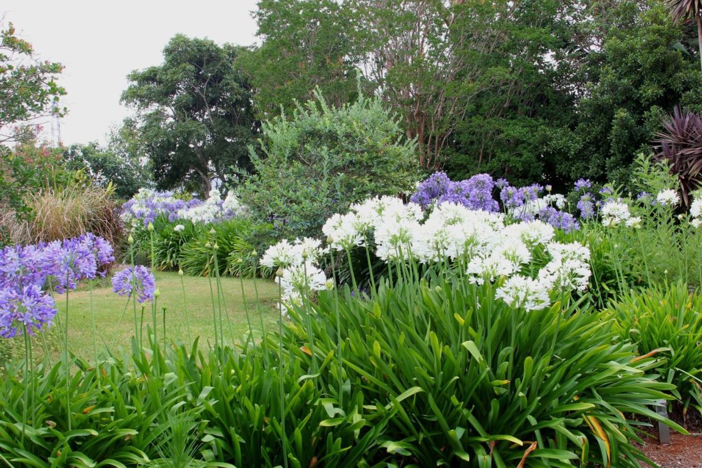 Blauer und weißer Agapanthus im Garten