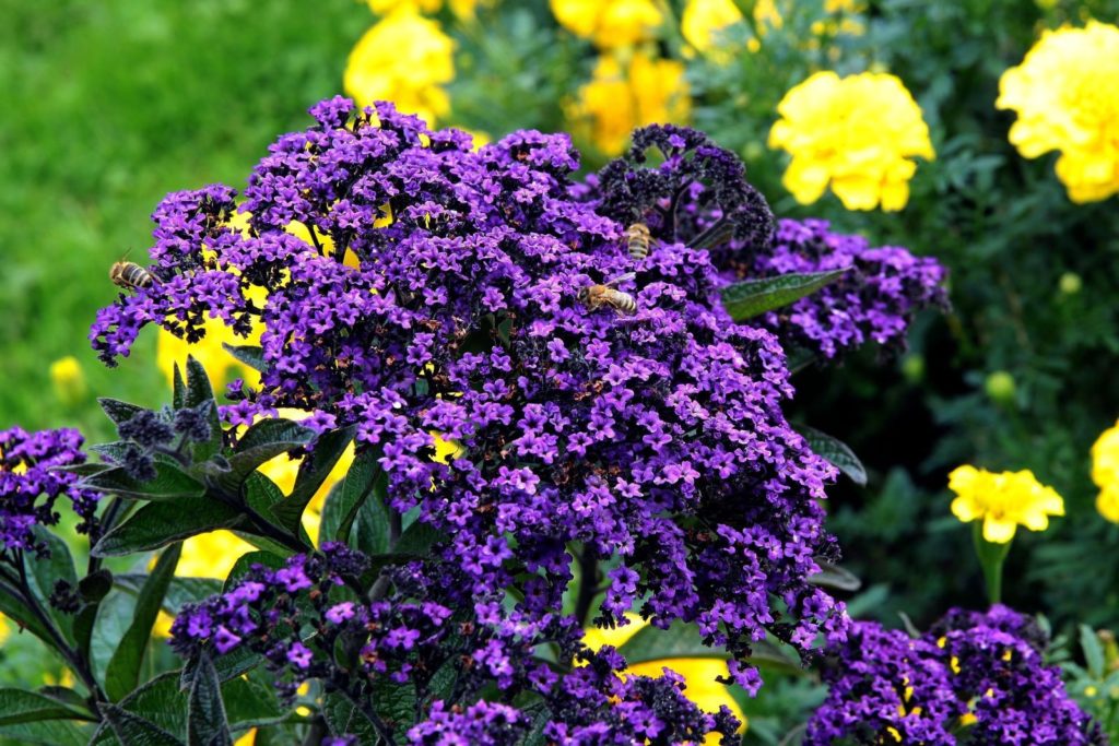 Blühende Vanilleblume mit Bienen