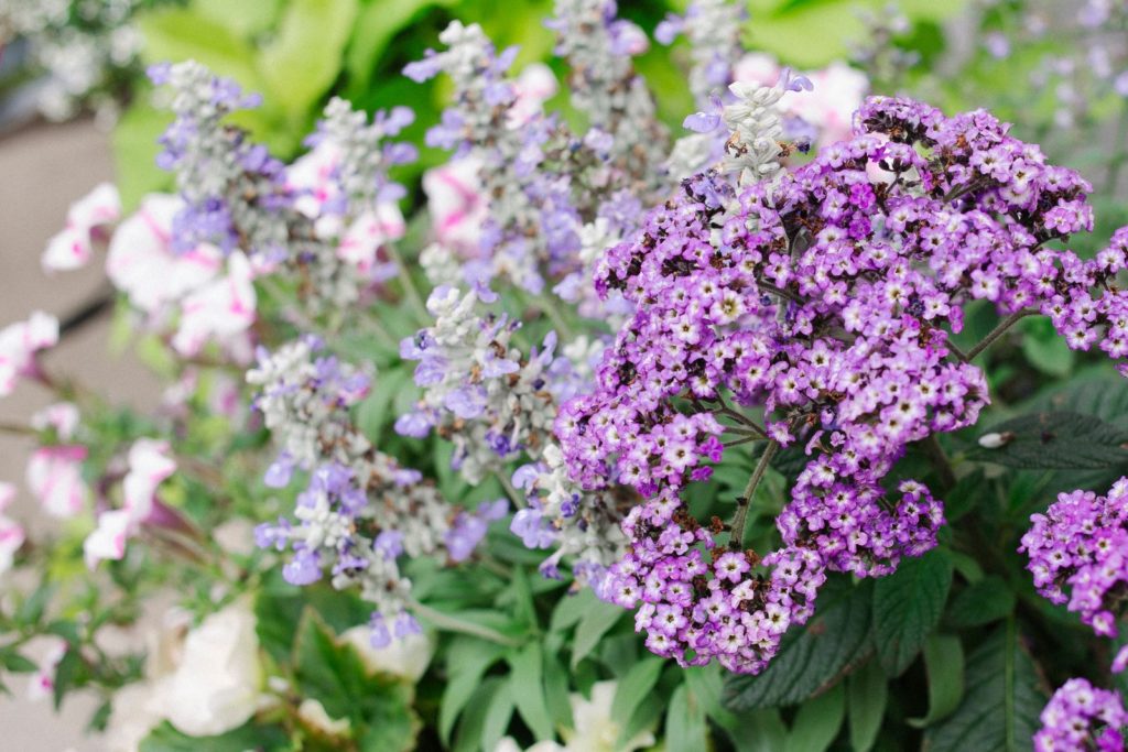 Verschiedene Vanilleblumen in hellviolett