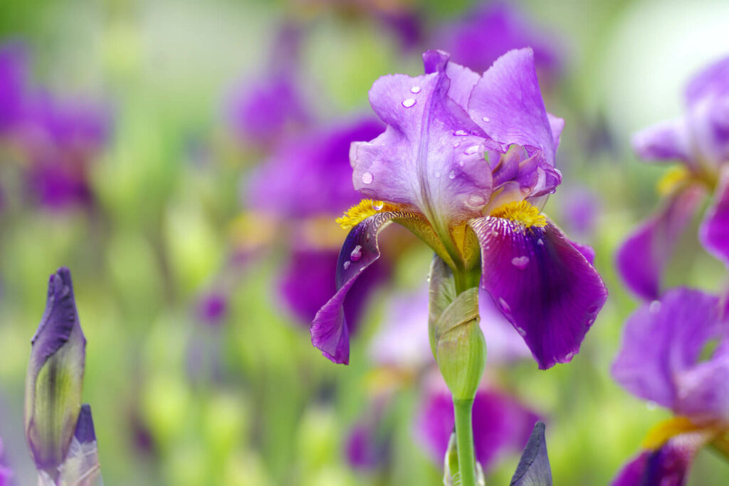 Blume Iris in violett