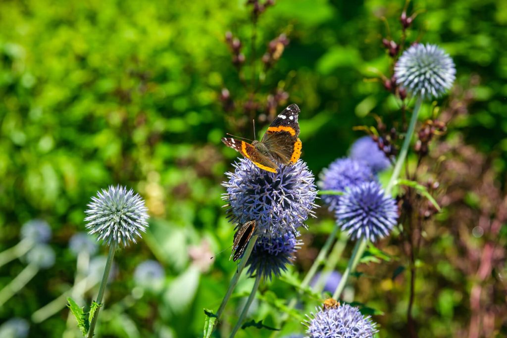Schmetterlinge auf blauer Kugeldistel