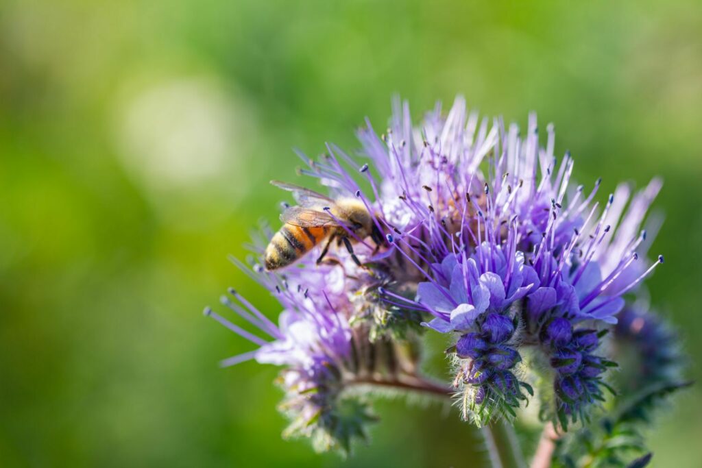Phacelia Blüte mit Biene