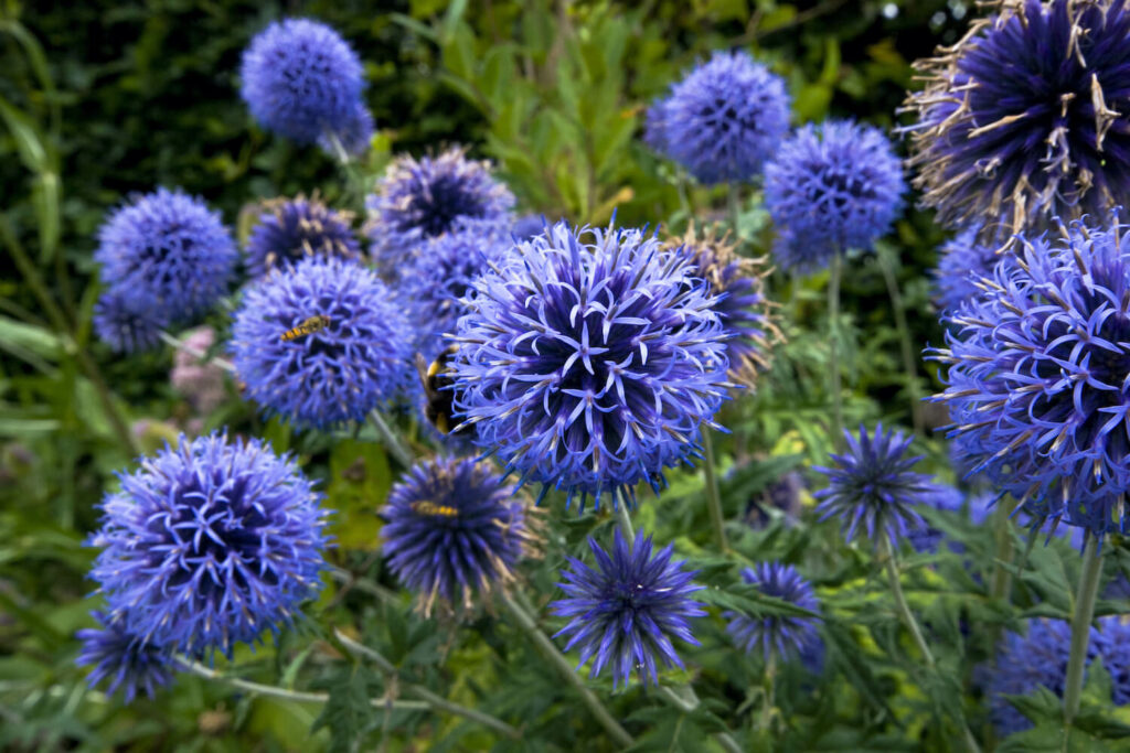 Ruthenische Kugeldisteln Viechs Blue