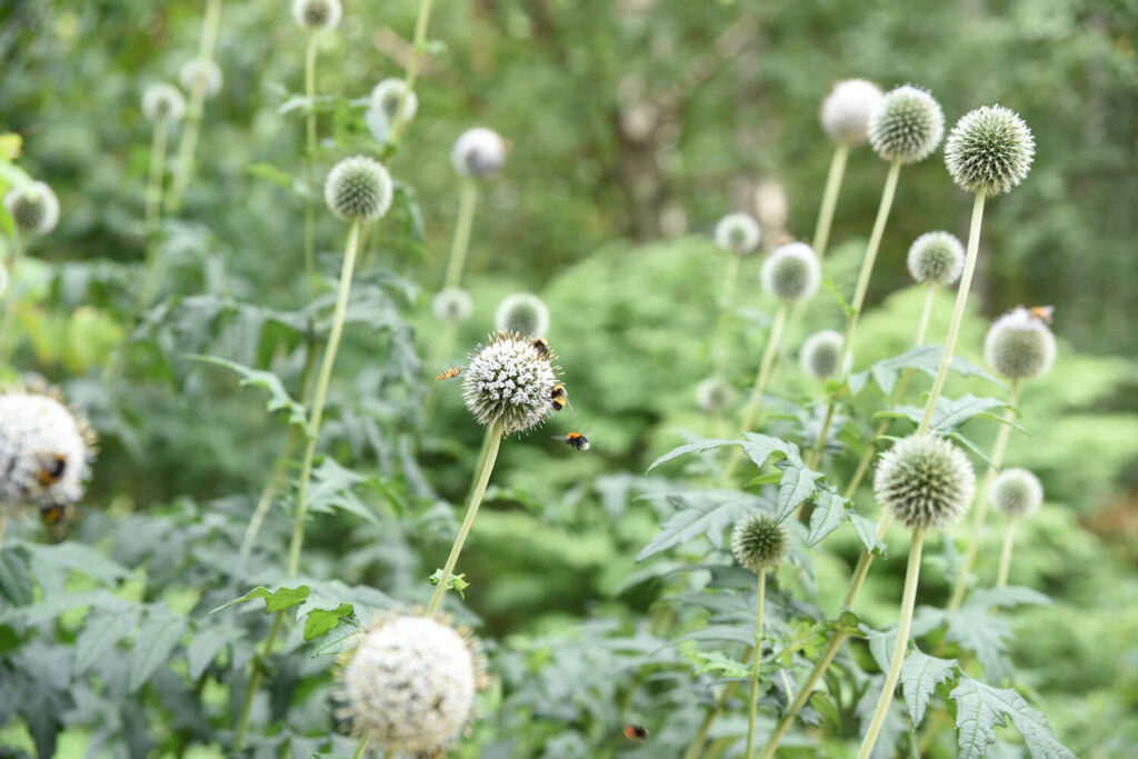 Insekten auf weißen Kugeldisteln