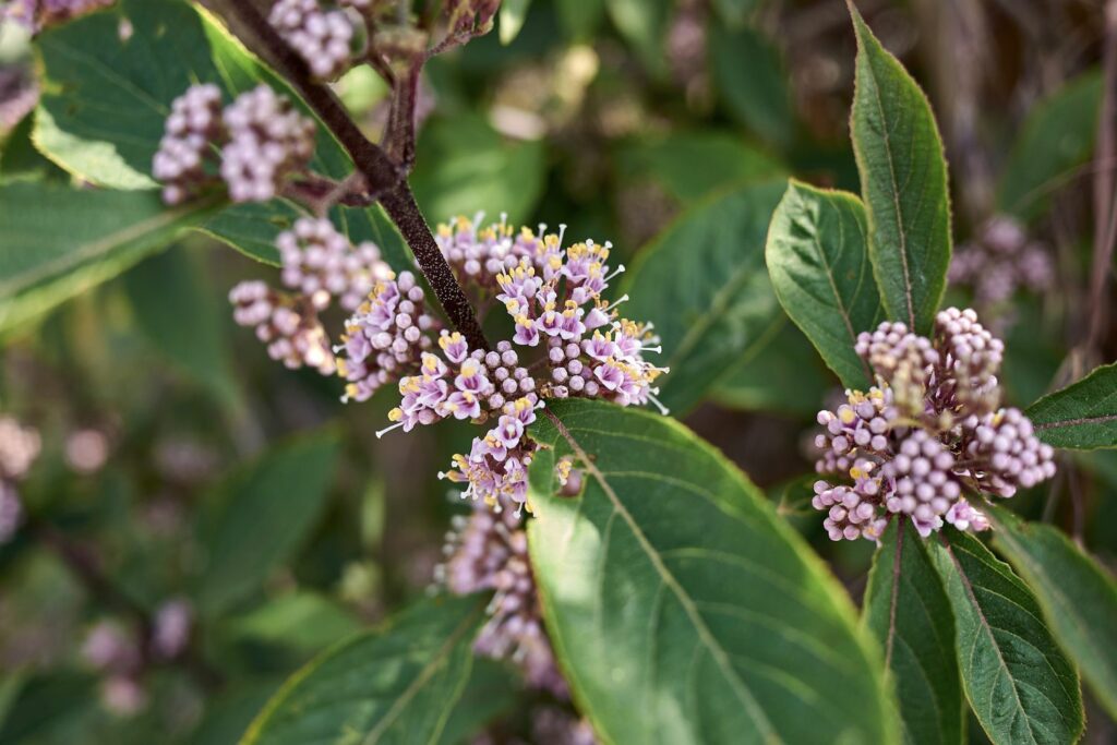Blüten der Schönfrucht