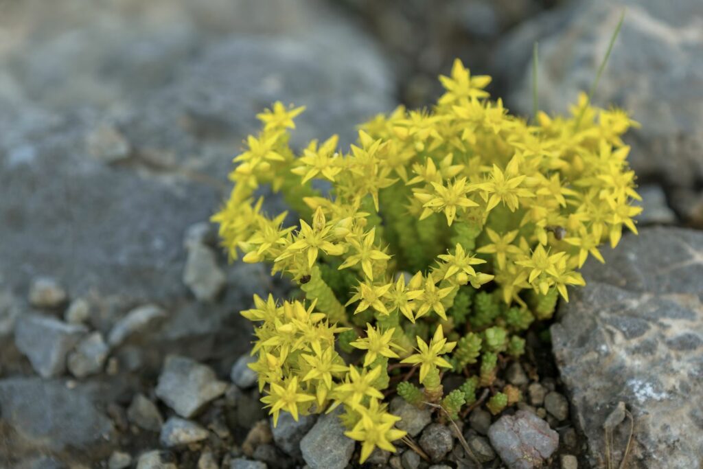 Scharfer Mauerpfeffer mit gelben Blüten