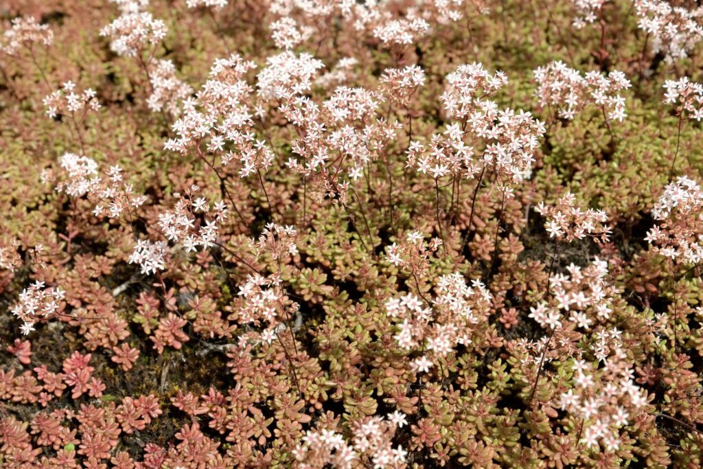 Sedum album mit weißen Blüten