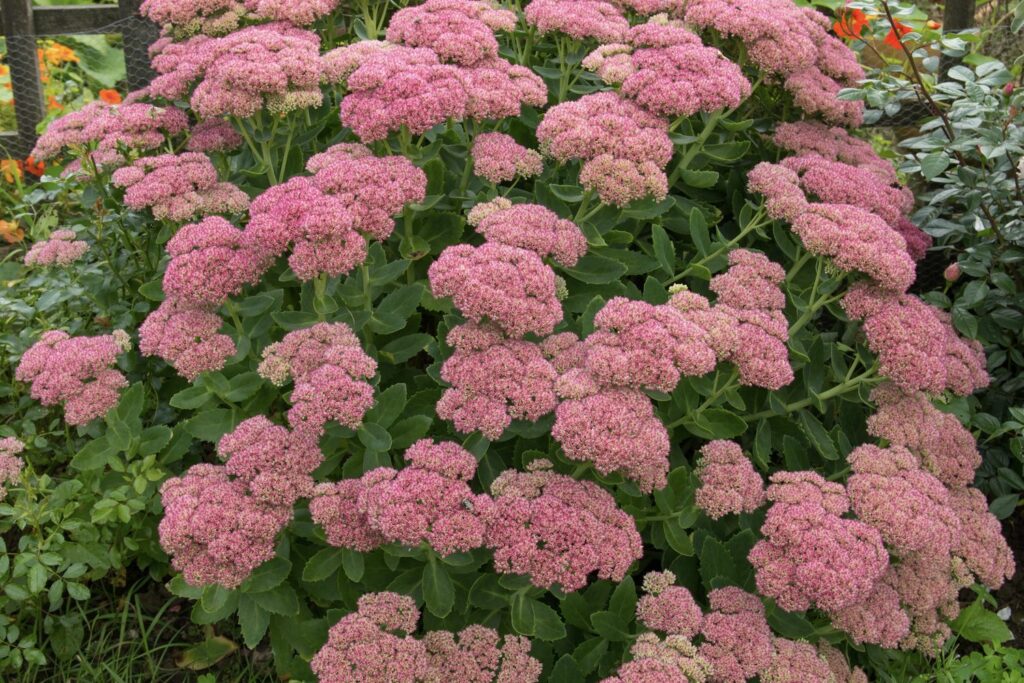 Pracht-Fetthenne mit rosa Blüten