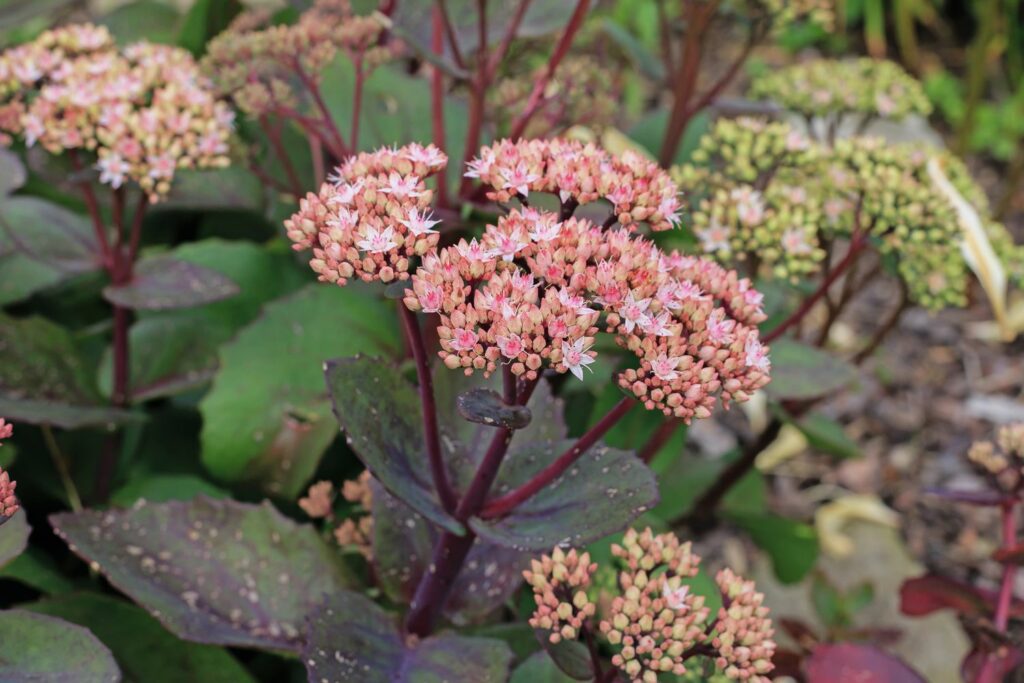 Sedum telephium