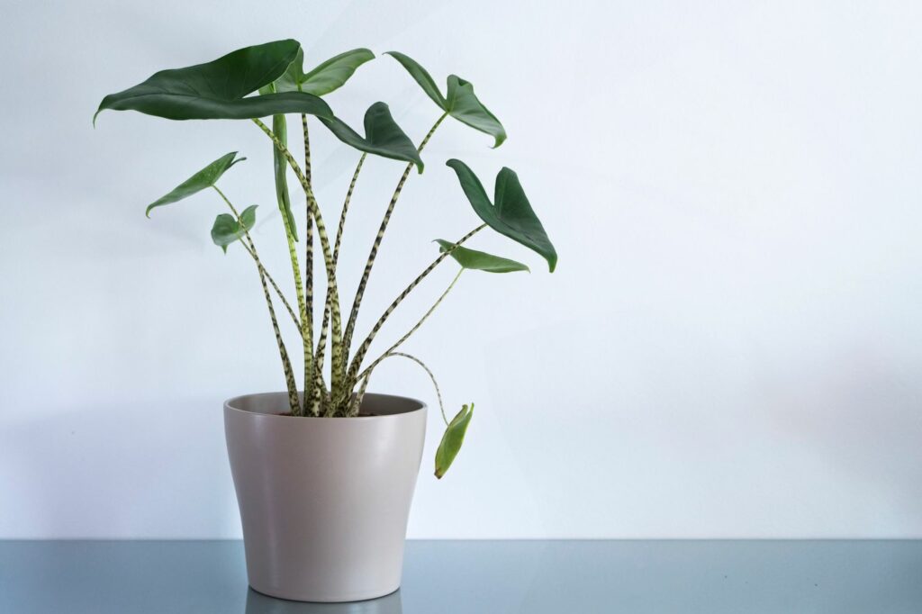 Alocasia zebrina im Topf
