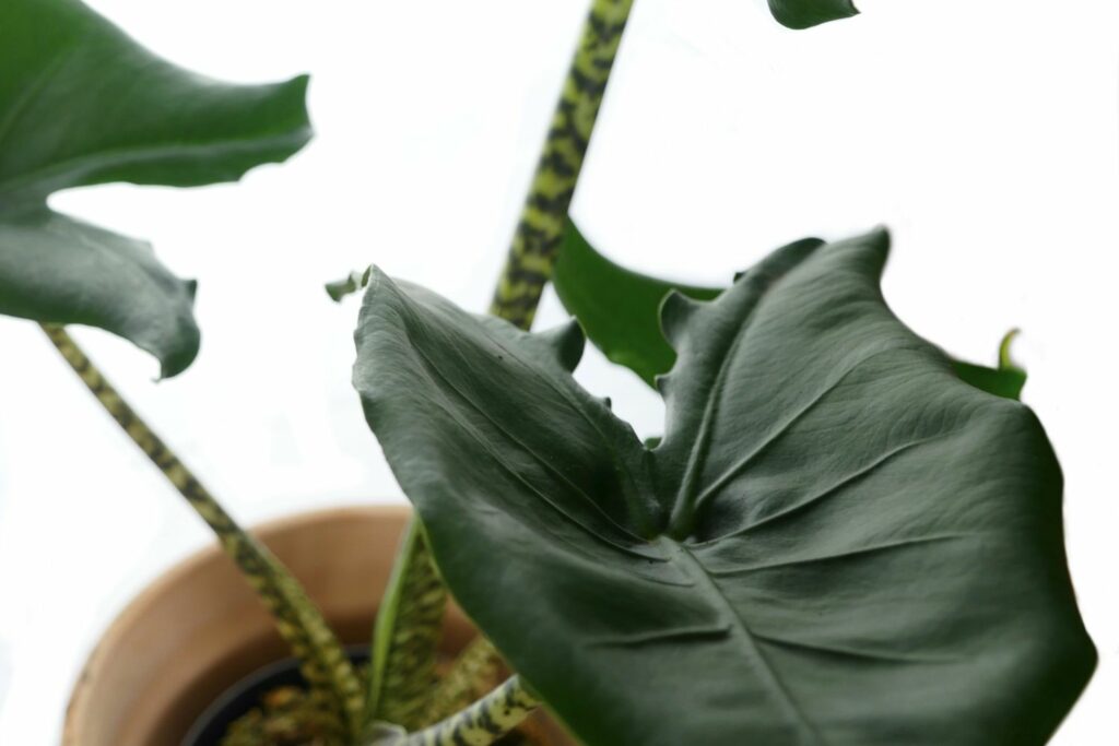 gemusterter Stiel der Alocasia zebrina