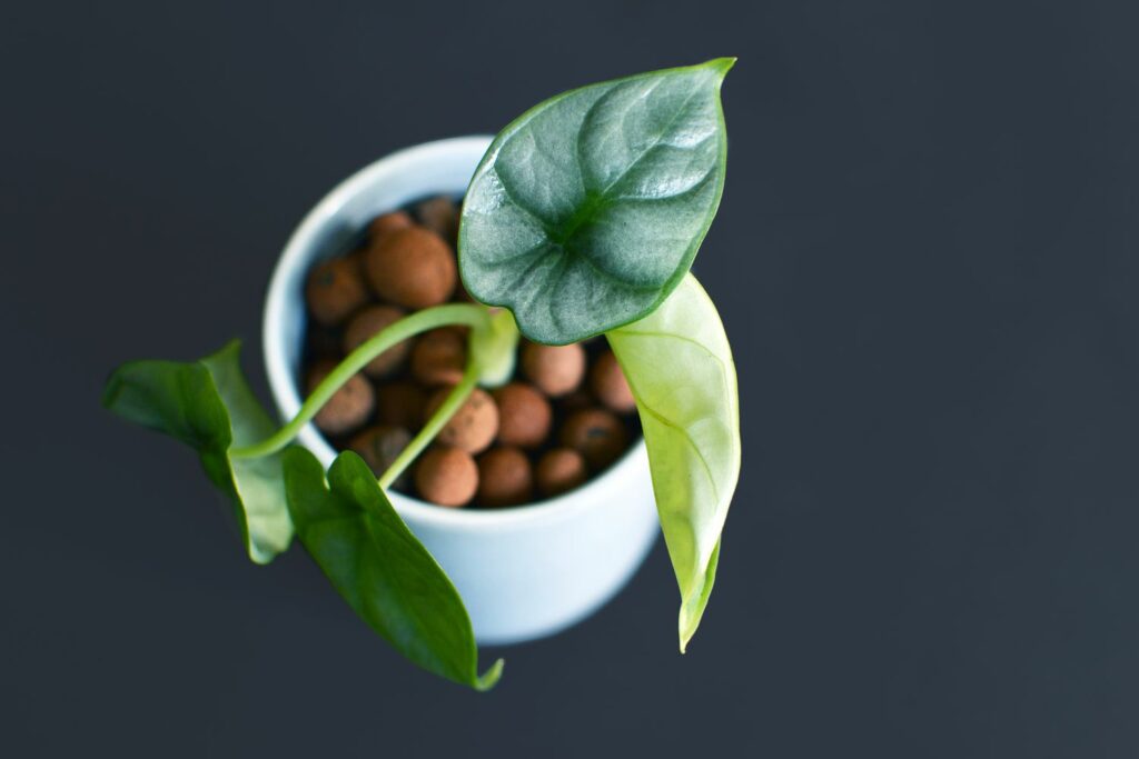 junge Alocasia zebrina