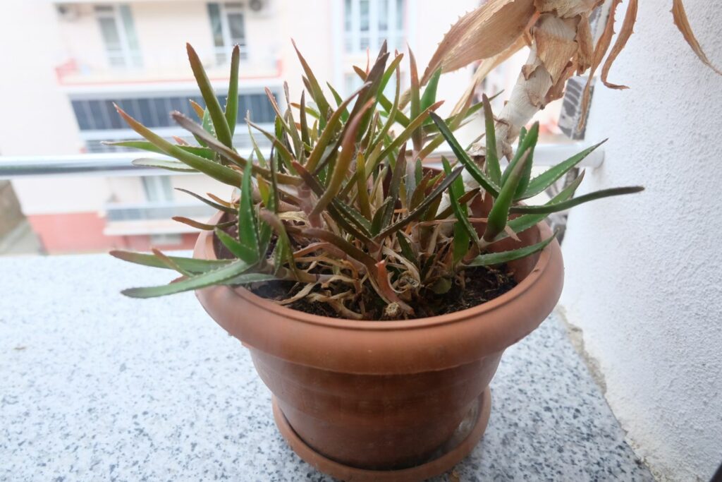 Aloe vera im Topf mit braunen Blättern