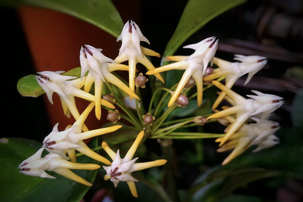 Blüte der Hoya multiflora