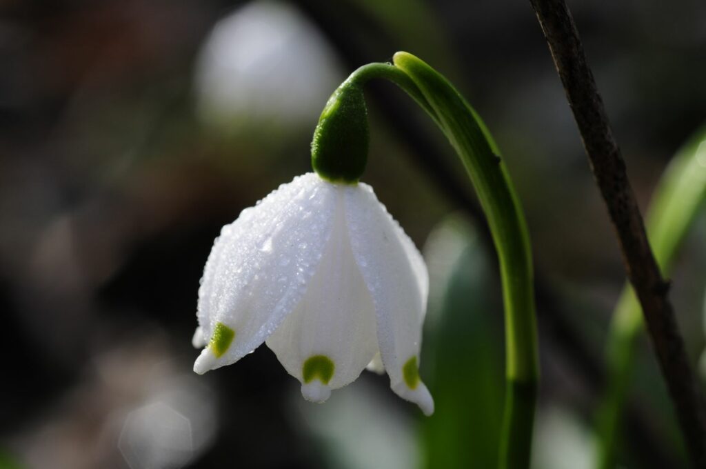 Märzenbecher-Blüte