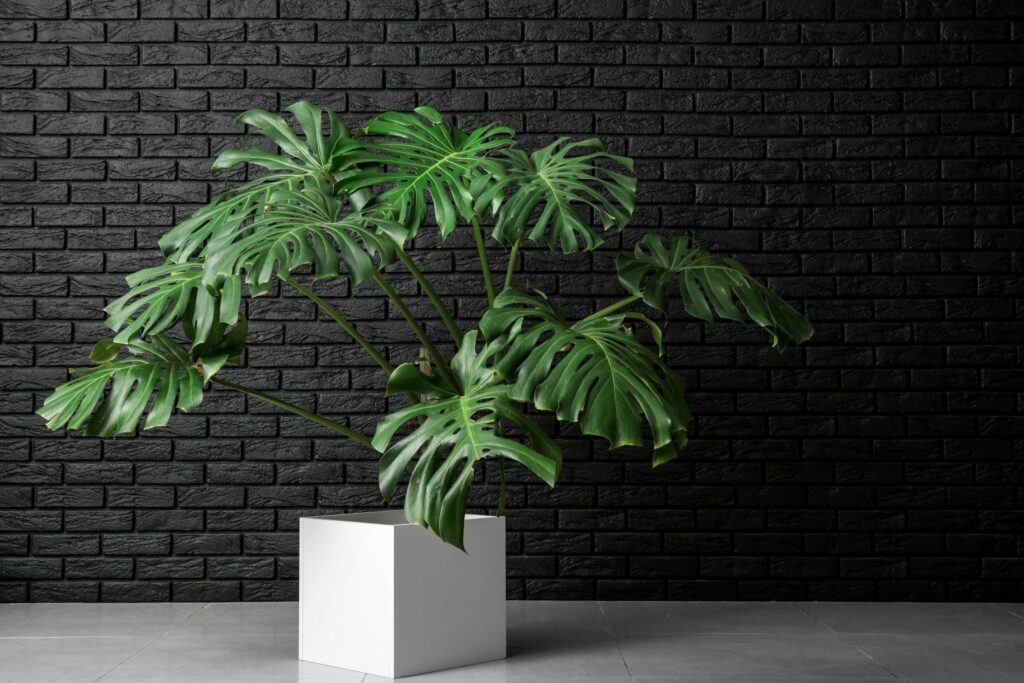 Monstera im Topf