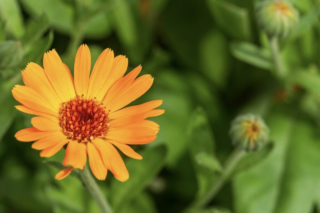 orangefarbene Ringelblume