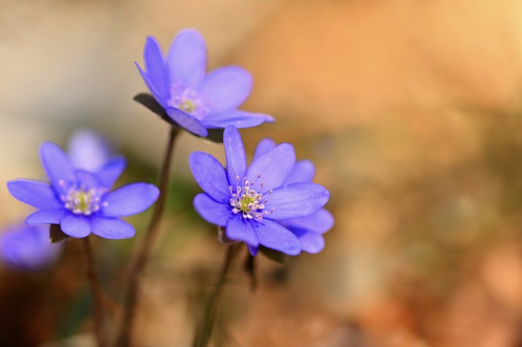 blühende Leberblümchen