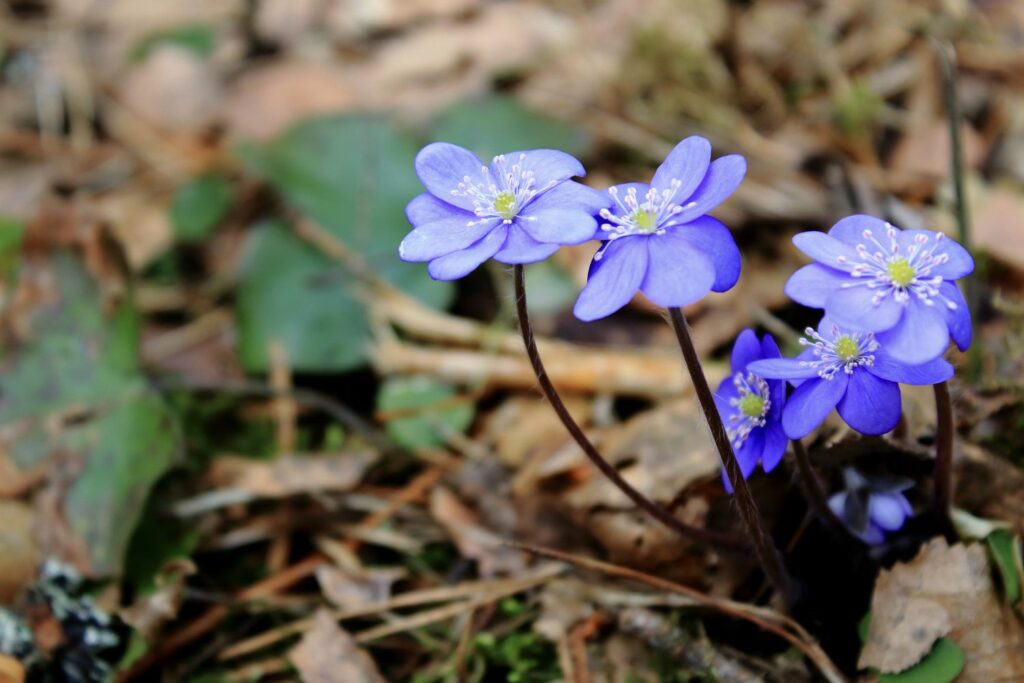 blaue Leberblümchen