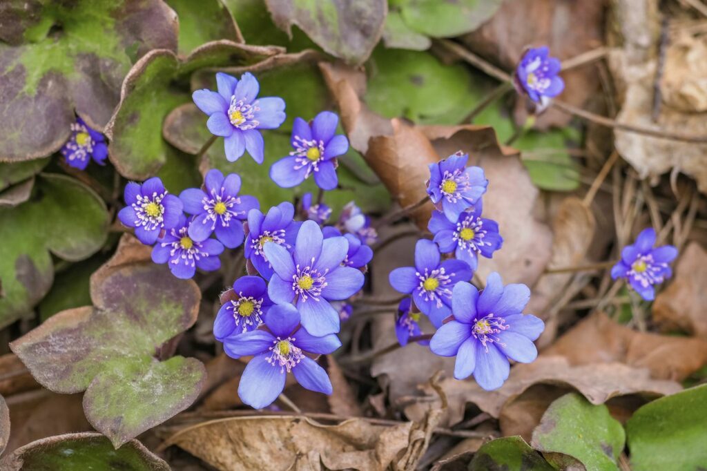 blaue Leberblümchen im Wald