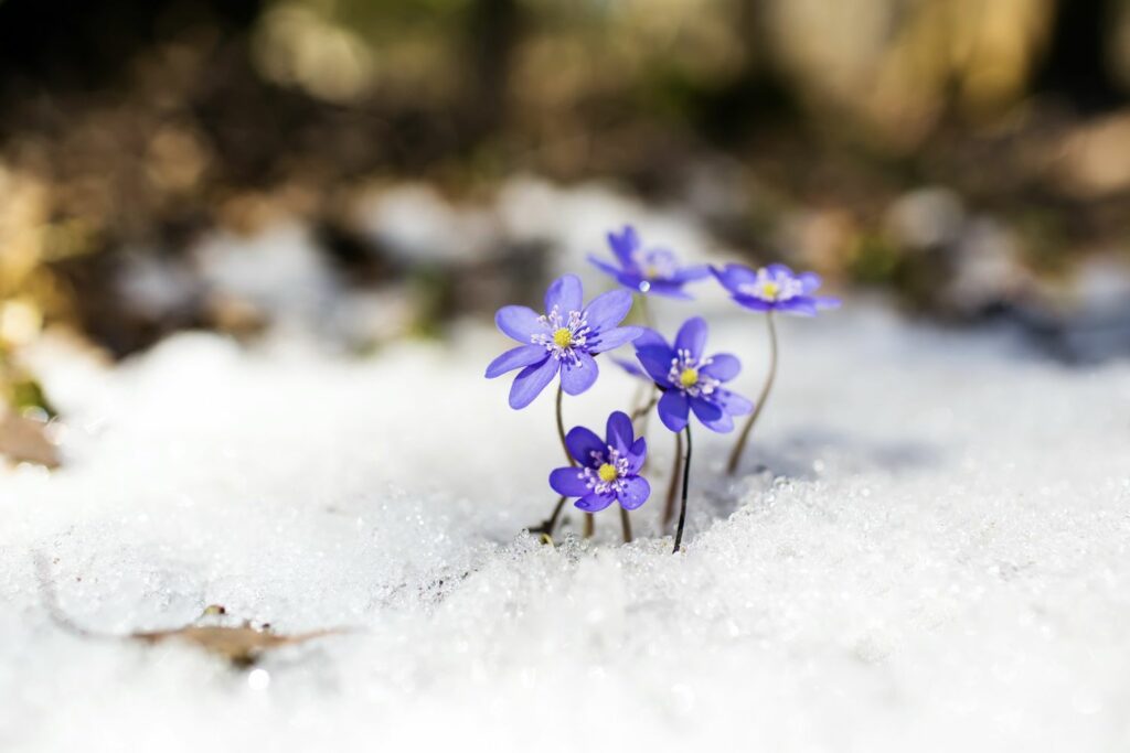 Leberblümchen im Schnee