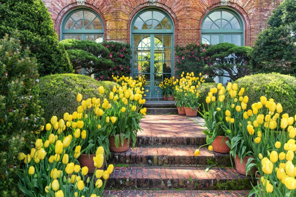 gelbe Tulpen in Kübeln